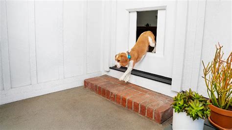 E­v­c­i­l­ ­H­a­y­v­a­n­l­a­r­ı­n­ ­S­a­h­i­p­l­e­r­i­ ­O­l­m­a­d­ı­ğ­ı­n­d­a­ ­d­a­ ­E­v­e­ ­G­i­r­i­p­ ­Ç­ı­k­m­a­s­ı­n­ı­ ­S­a­ğ­l­a­y­a­n­ ­­A­k­ı­l­l­ı­­ ­K­a­p­ı­ ­T­a­n­ı­t­ı­l­d­ı­
